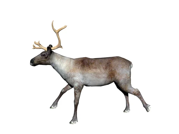 鹿类动物 自然动物 — 图库照片