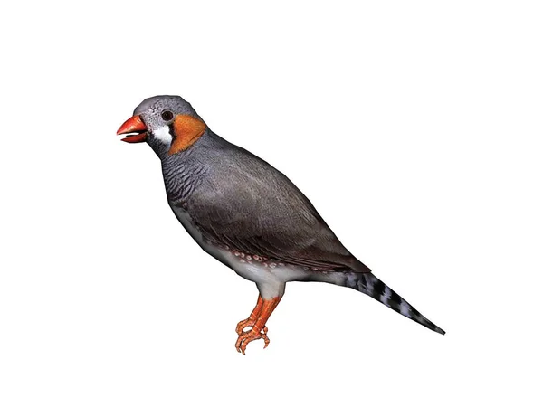 Zebrafinch Animal Canário — Fotografia de Stock