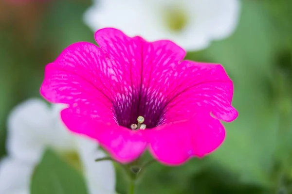 Pinkfarbene Garten Petunien Jardim Rosa Petunia — Fotografia de Stock