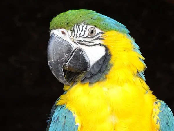 Tropischer Papageienvogel Flora Und Fauna — Stockfoto