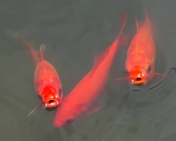 Ikan Mas Merah Berenang Bawah Air — Stok Foto