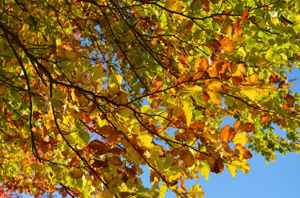 Jesienią Drzewa Liściaste — Zdjęcie stockowe