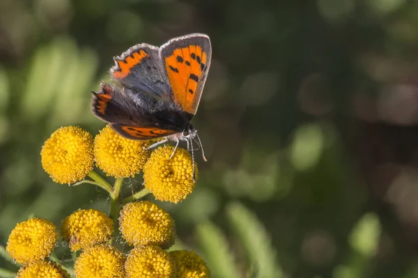 Petit Papillon Sur Fleur Concept Sauvagerie — Photo