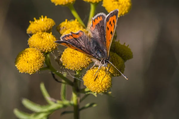 Borboleta Pequena Flor Conceito Loucura — Fotografia de Stock