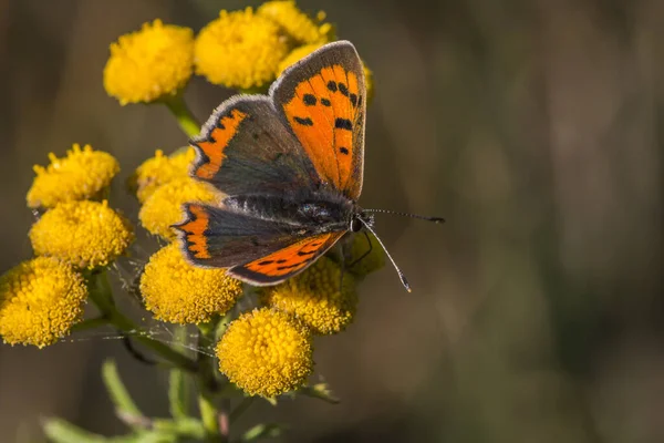 Petit Papillon Sur Fleur Concept Sauvagerie — Photo