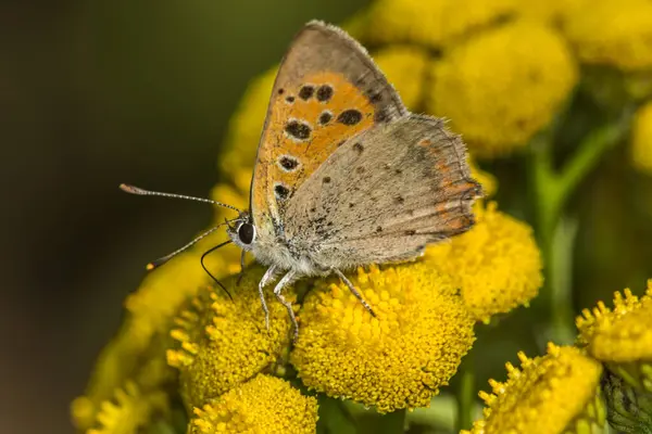 Petit Papillon Sur Fleur Concept Sauvagerie — Photo