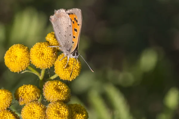Маленькая Бабочка Цветке Концепция Дикости — стоковое фото