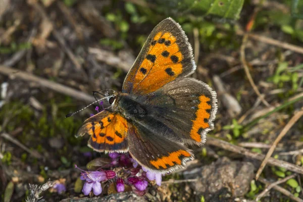 Petit Papillon Sur Fleur Concept Sauvagerie — Photo