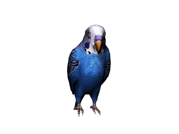 Pájaro Azul Sobre Fondo Blanco — Foto de Stock