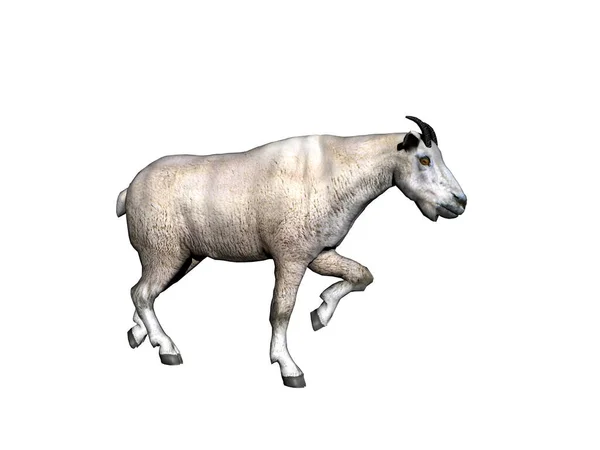 Pferd Auf Weißem Hintergrund — Stockfoto