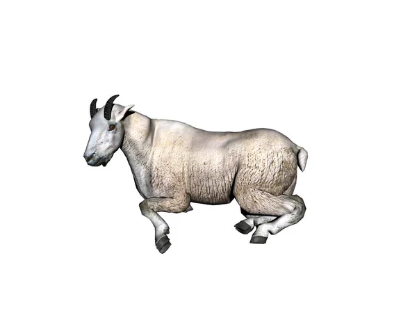 Носорог Изолированных Белом Фоне — стоковое фото