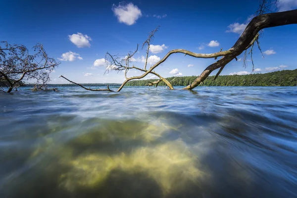 枯树在水里 夏天和温暖的阳光在湖面 枯木在清澈的湖岸 波浪在阳光下反射 美丽的云彩在水里反射 — 图库照片