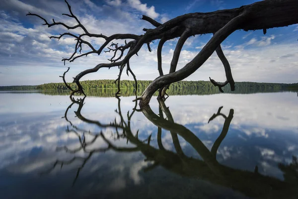 Dead Trees Water Summer Warm Light Lake Dead Wood Shore — Stock Photo, Image