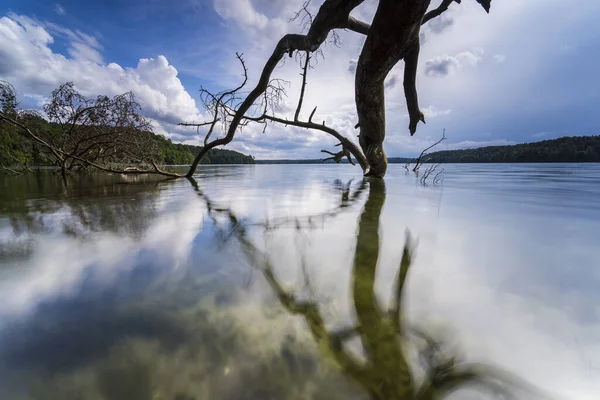 Dead Trees Water Summer Warm Light Lake Dead Wood Shore — Stock Photo, Image