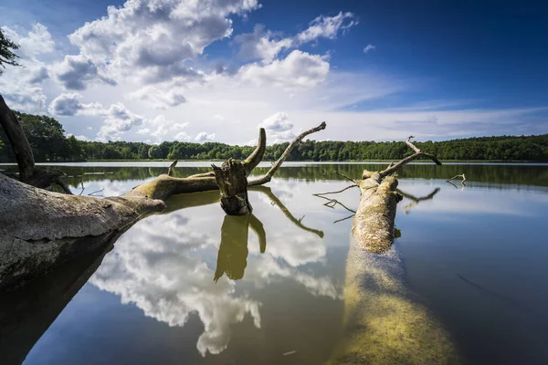 Abgestorbene Bäume Wasser Sommer Und Warmes Licht Auf Dem See — Stockfoto