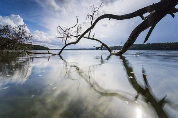 Dead Trees Water Summer Warm Light Lake Dead Wood Shore — Stock Photo, Image