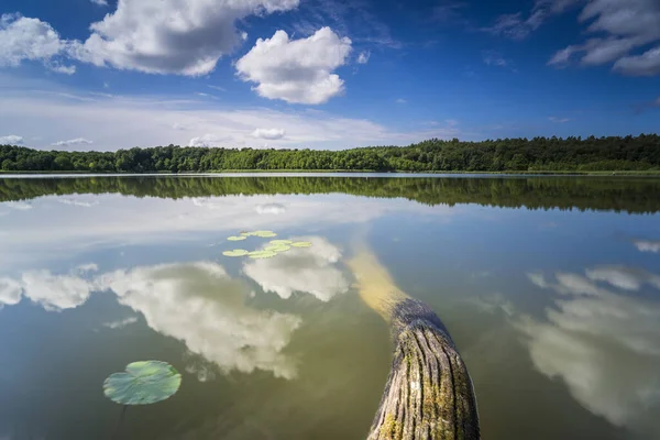 Dead Trees Water Summer Warm Light Lake Dead Wood Shore — Stock Photo, Image