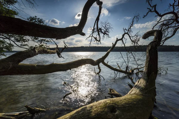 Sudaki Ölü Ağaçlar Yaz Göldeki Sıcak Işık Temiz Orijinal Bir — Stok fotoğraf