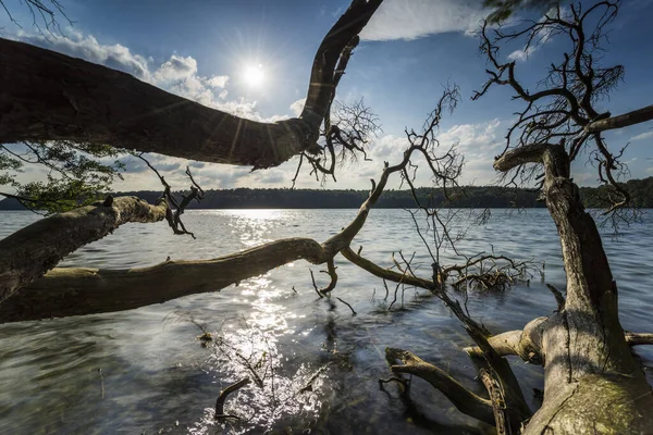 枯树在水里 夏天和温暖的阳光在湖面 枯木在湖岸 清澈的 原始的湖面 映衬着水中美丽的云彩 — 图库照片