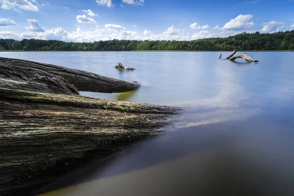 枯树在水里 夏天和温暖的阳光在湖面 枯木在湖岸 清澈的 原始的湖面 映衬着水中美丽的云彩 — 图库照片