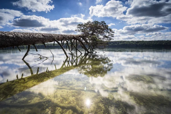 Dead Trees Water Summer Warm Light Lake Dead Wood Shore — Stock Photo, Image