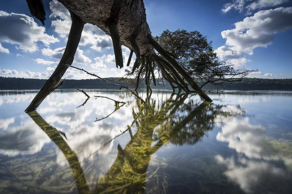 Döda Träd Vattnet Sommar Och Varmt Ljus Sjön Död Ved — Stockfoto