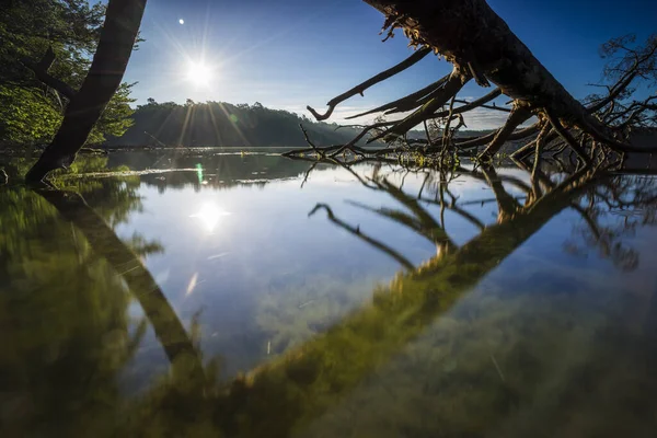 夏は水の中の枯れ木湖の上の暖かい光水の中の美しい雲を映し出す清らかな元の湖の岸の枯れ木 — ストック写真