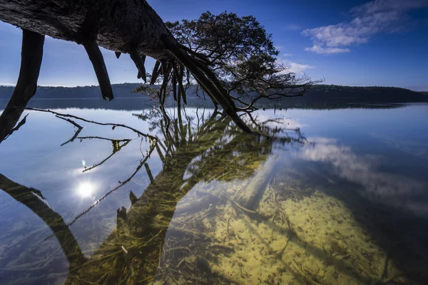 Dead Trees Water Summer Warm Light Lake Dead Wood Shore — Stock Photo, Image