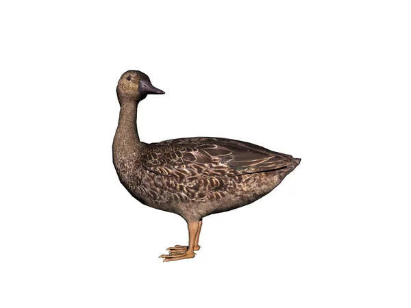 Close Wild Duck — Stock Photo, Image