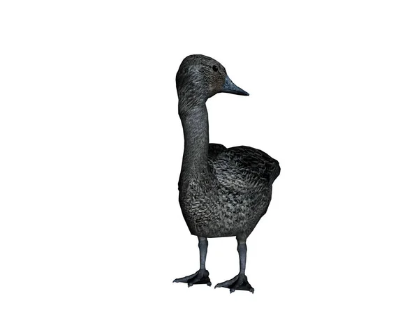 Close Wild Duck — Stock Photo, Image