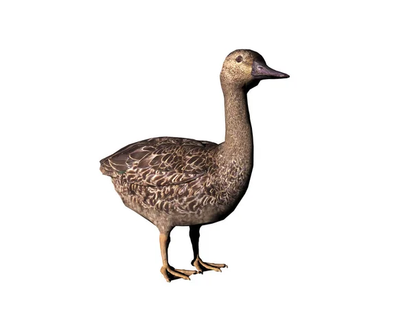Close Wild Duck — Stock Photo, Image