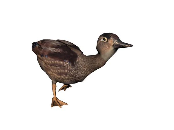 Close Wild Duck — Stock Photo, Image