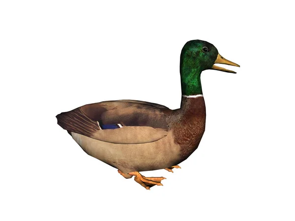 Close Wild Duck — Stock Photo, Image