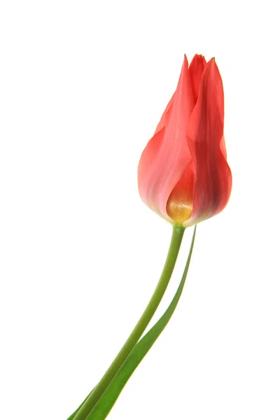 Tulipa Tulipa Flor Exposta Contra Fundo Branco — Fotografia de Stock