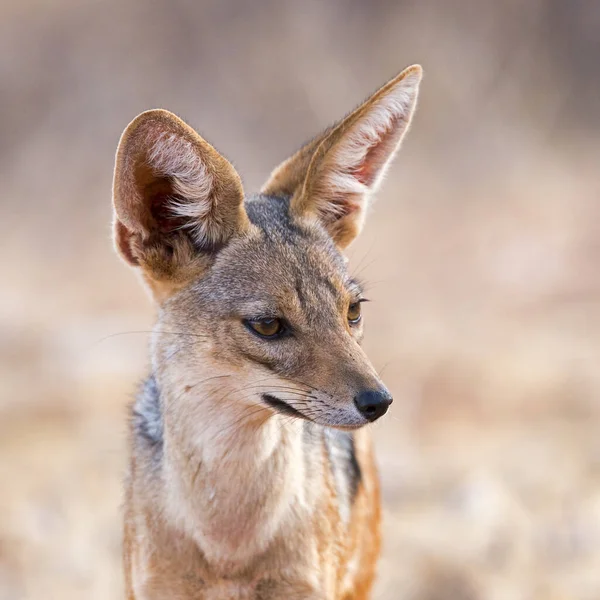 Schabrackenschakal Canis Mesomelas Dans Réserve Nationale Samburu Kenya Afrique Est — Photo