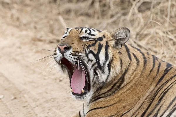 Walking Tiger Nature — Stock Photo, Image