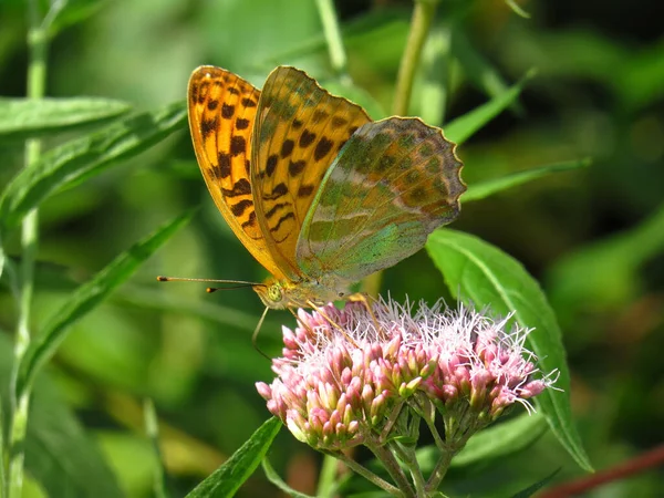 Çiçek Üzerindeki Küçük Kelebek Yabanilik Konsepti — Stok fotoğraf