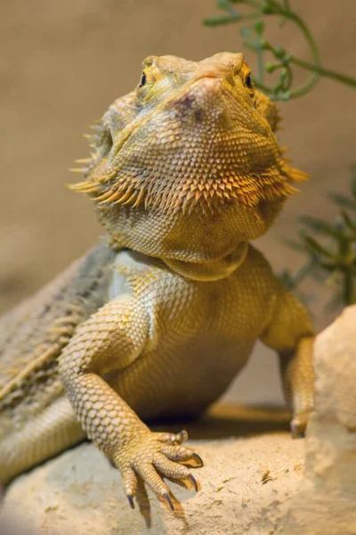 Dragão Barbudo Lagarto Exótico Reptiliano — Fotografia de Stock