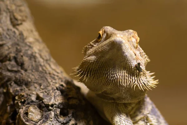 Drago Barbuto Rettiliano Lucertola Esotica — Foto Stock