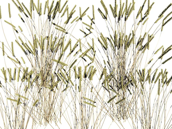 Векторная Иллюстрация Пшеничных Ушей — стоковое фото