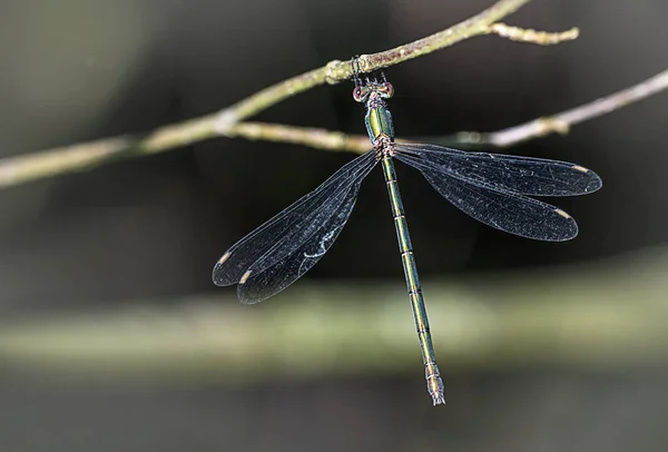 Willow Leány Chalcolestes Viridis — Stock Fotó