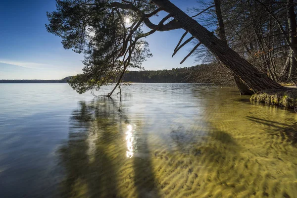 Sudaki Ölü Ağaçlar Göl Kenarındaki Pınar Parlak Güneş Işığı Göldeki — Stok fotoğraf