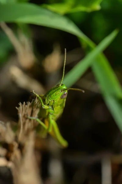 Close Bug Natureza Selvagem — Fotografia de Stock