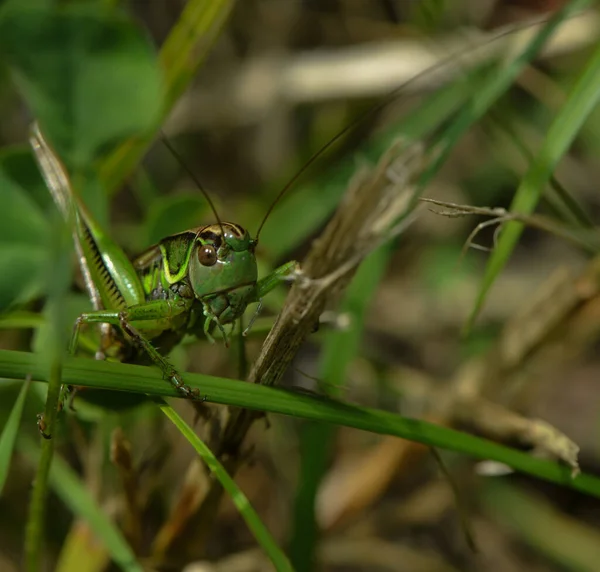 Green Grasshopper Sitting Grass — Stock Photo, Image