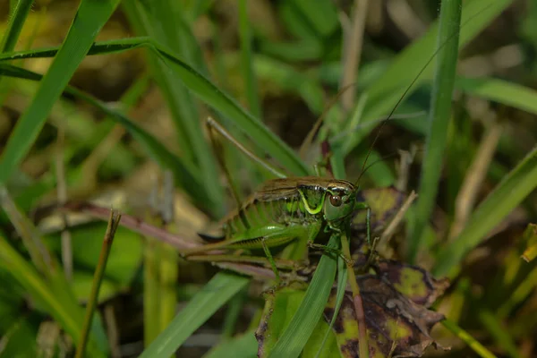 カエルが草の上に座り — ストック写真