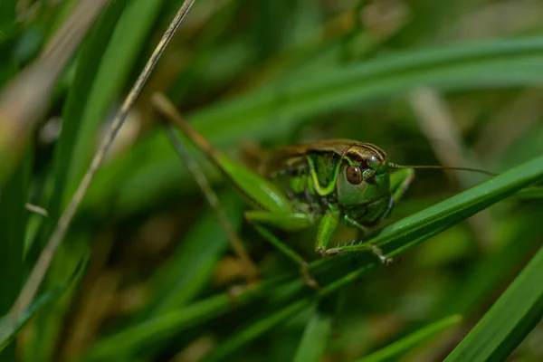 Nahaufnahme Von Wanzen Der Wilden Natur — Stockfoto