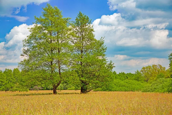 Schwarzerlen Bliesgau Bei Breitfurt — Stock Photo, Image