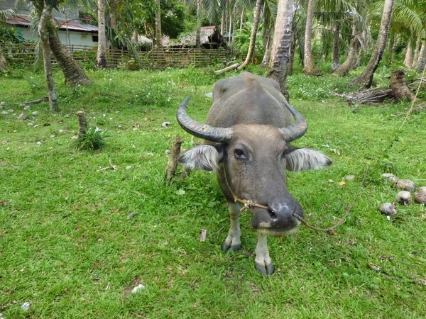 フィリピンのジャングルの水牛 — ストック写真
