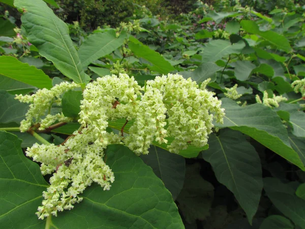 Japanese Giant Knotweed Perennial Knotweed Inflorescence — Stock Photo, Image