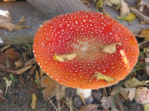 Tolo Vermelho Pertence Grupo Fungos Venenosos — Fotografia de Stock
